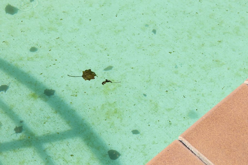 fondo de piscina sucia 2026 03 19 08 08 38 utc